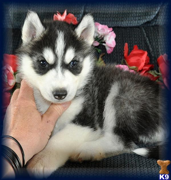 Puppies in Wortham